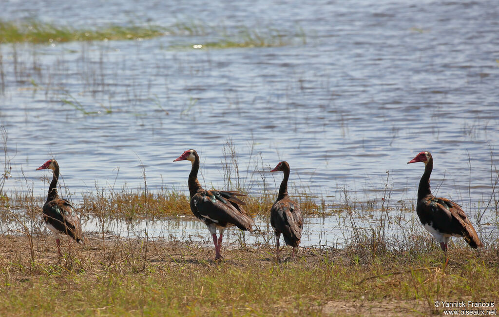 Oie-armée de Gambieadulte, habitat, composition