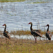 Spur-winged Goose