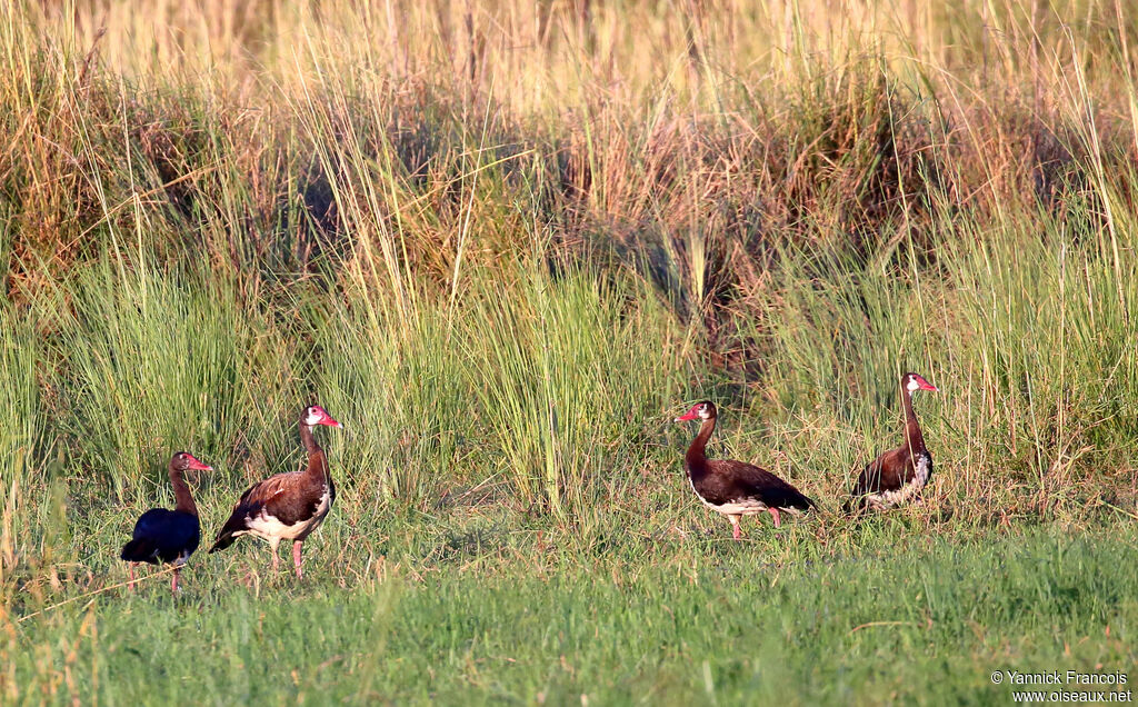 Spur-winged Gooseadult, habitat, aspect