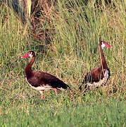 Spur-winged Goose