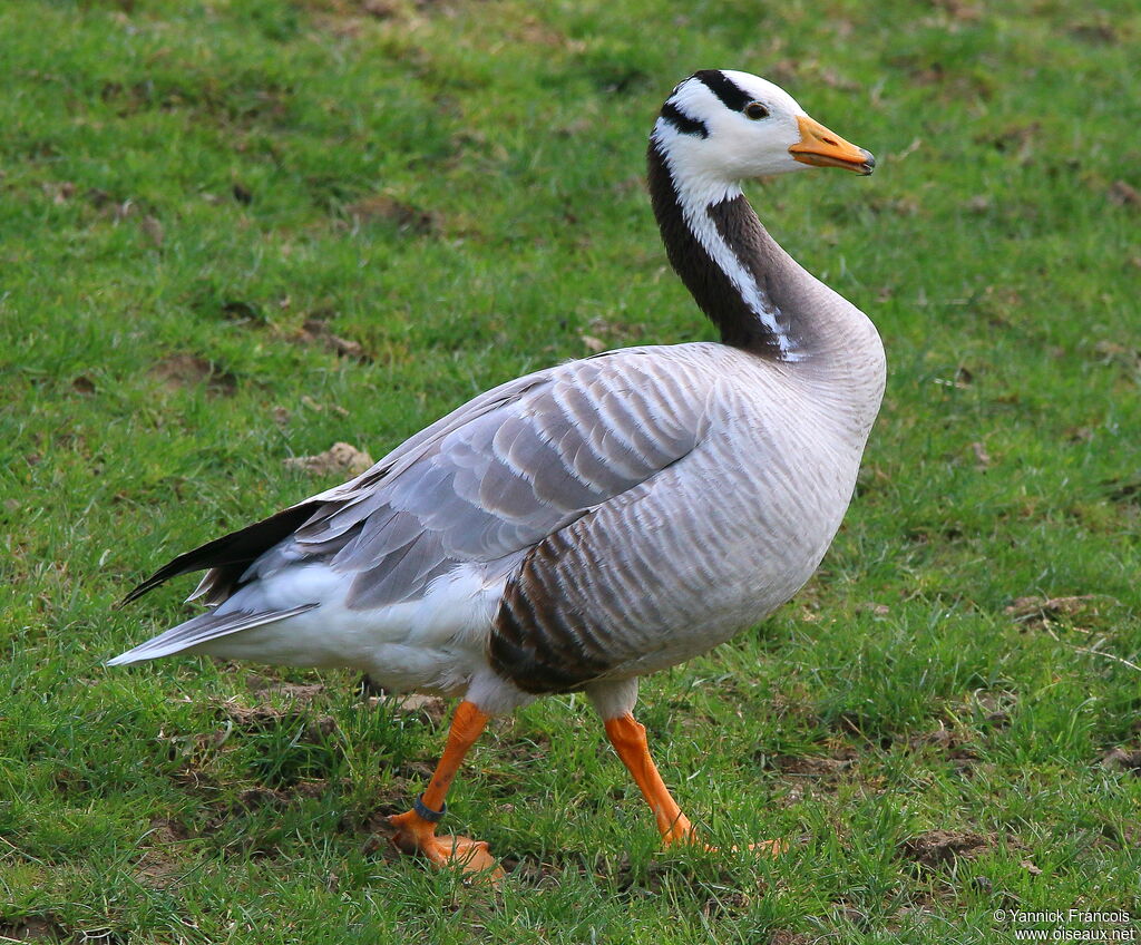 Bar-headed Gooseadult, identification, aspect