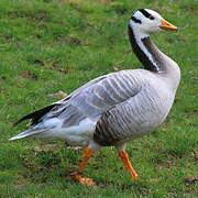 Bar-headed Goose