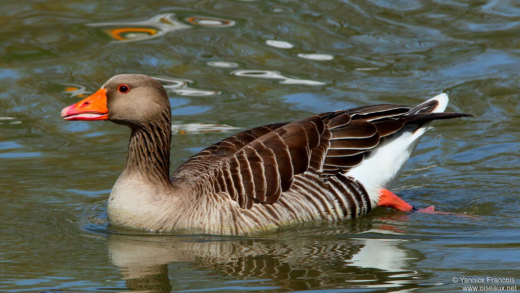 Greylag Gooseadult, identification, aspect, swimming