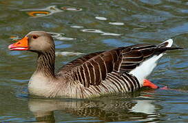 Greylag Goose