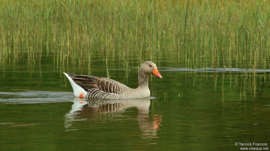 Oie cendréeadulte, habitat, composition, nage