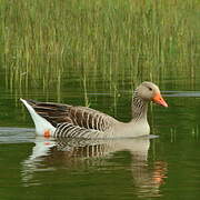 Greylag Goose