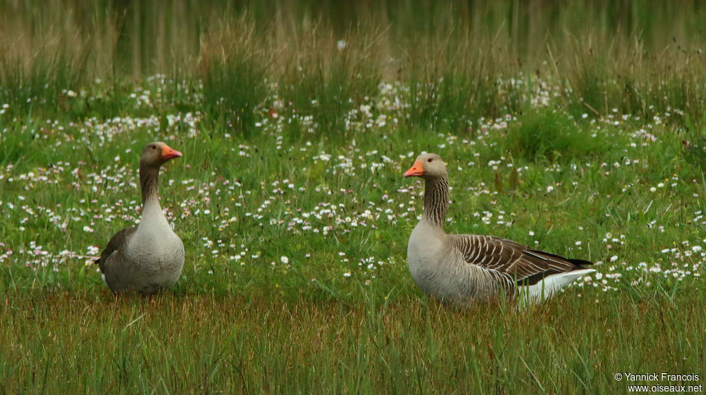 Oie cendréeadulte, habitat, composition