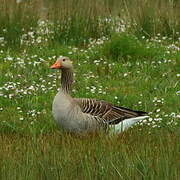 Greylag Goose