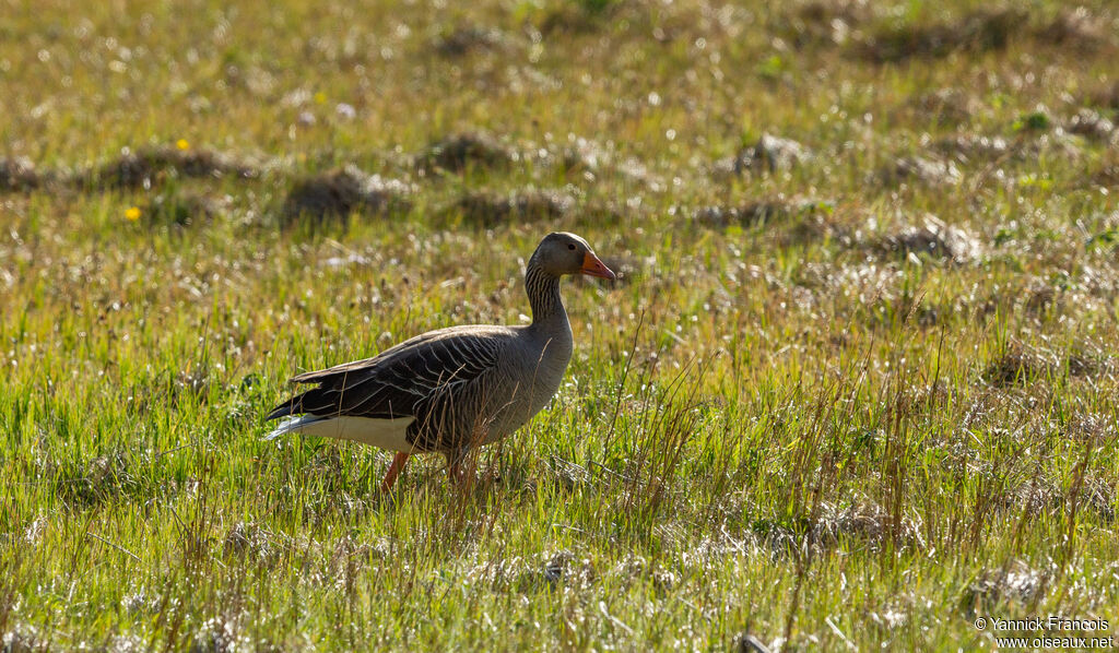 Greylag Gooseadult, habitat, aspect, walking