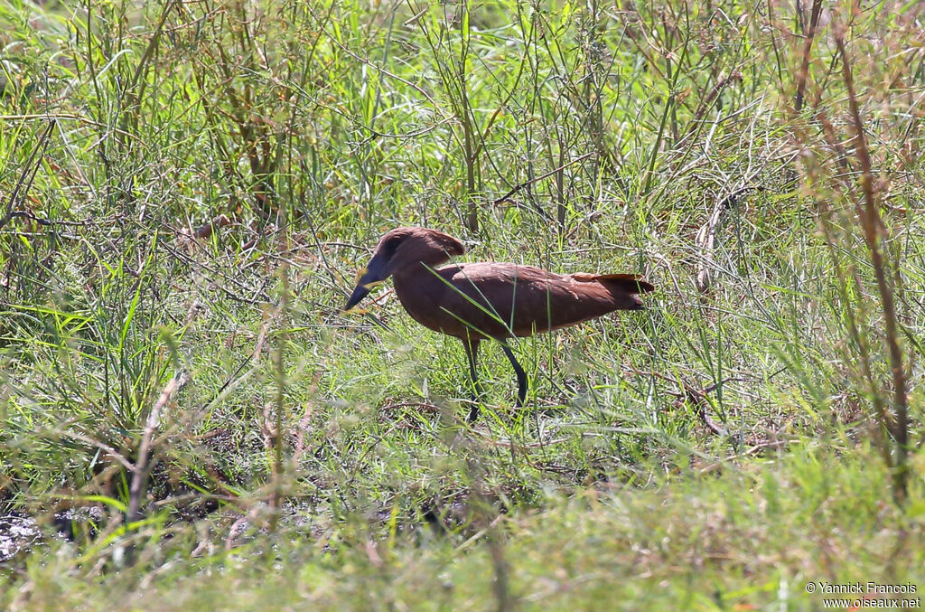 Hamerkopadult, habitat, aspect