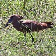 Hamerkop