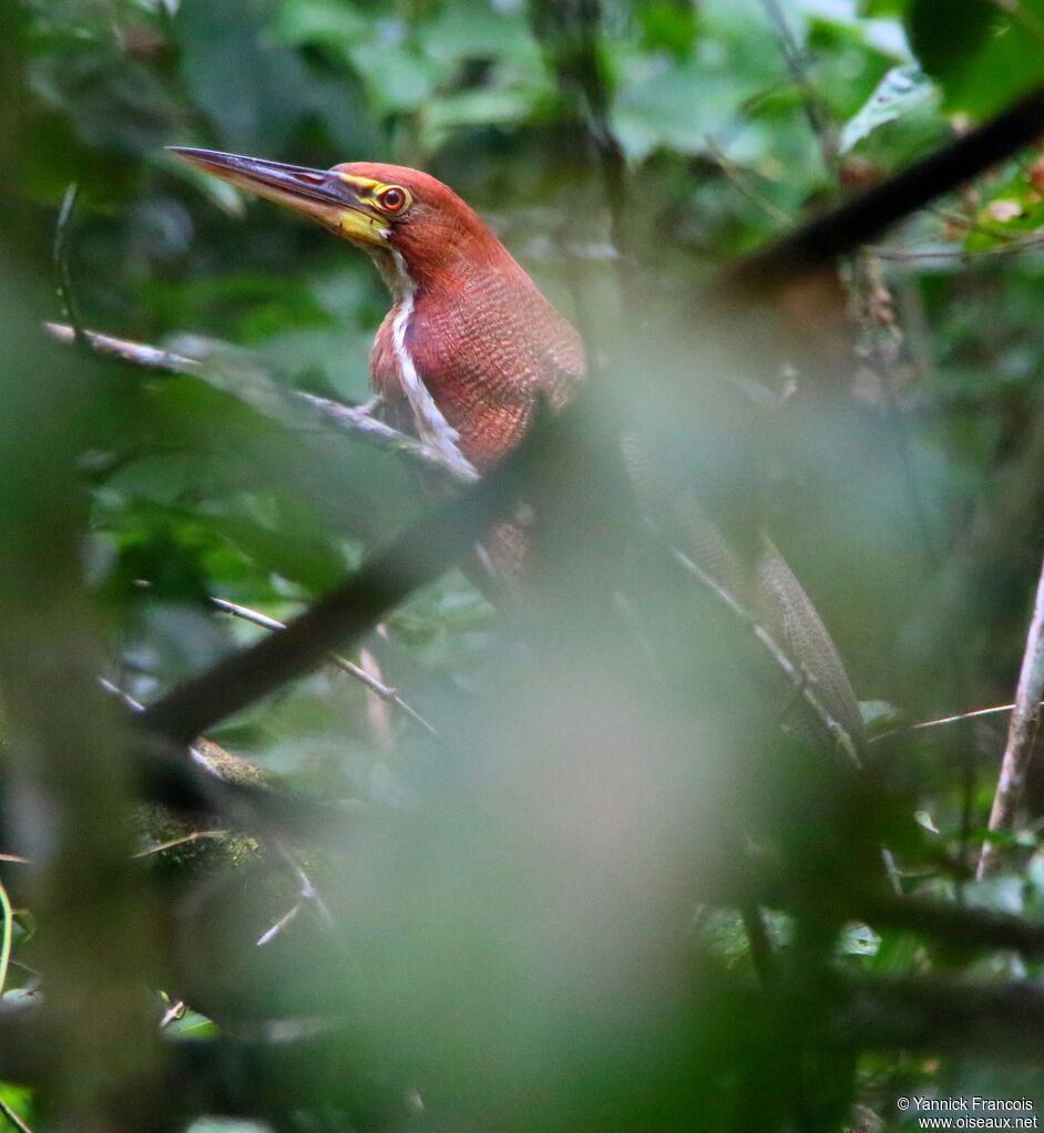 Rufescent Tiger Heronadult, habitat, aspect