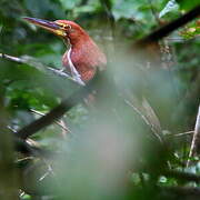 Rufescent Tiger Heron