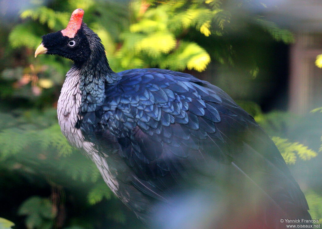 Horned Guanadult, identification, aspect