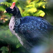 Horned Guan