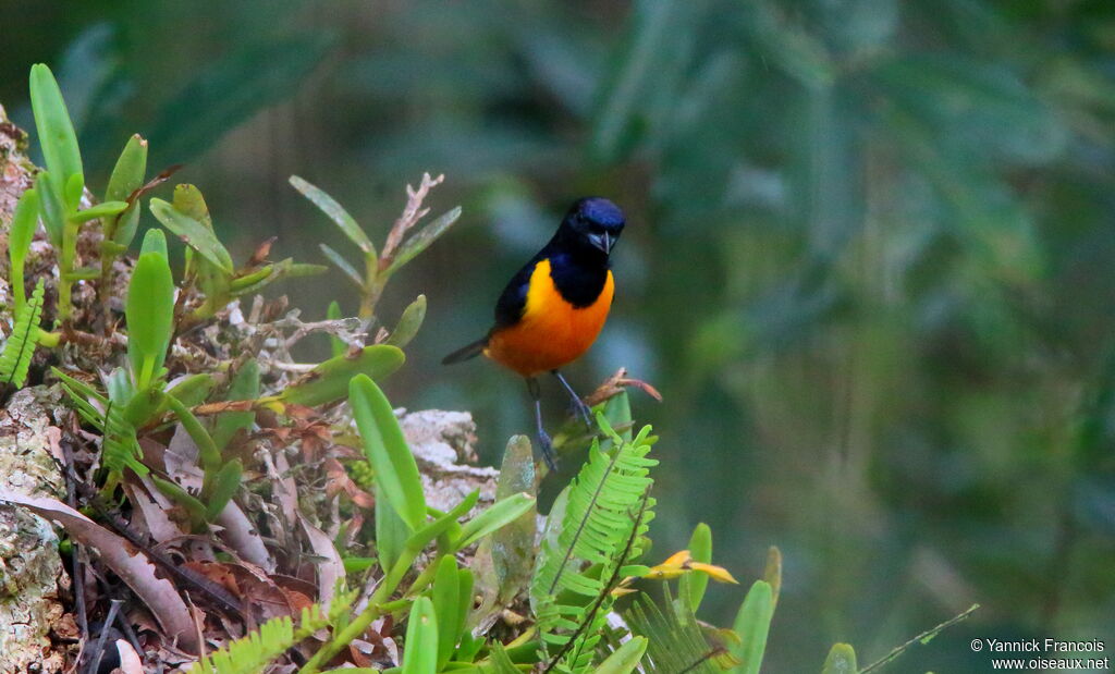 Rufous-bellied Euphonia male adult, habitat