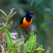 Rufous-bellied Euphonia