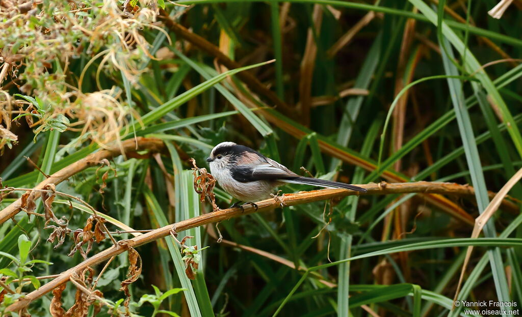 Long-tailed Titadult, habitat, aspect