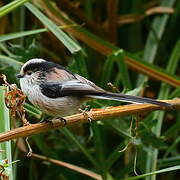 Long-tailed Tit