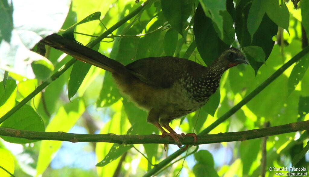 Ortalide mailléeadulte, habitat, composition