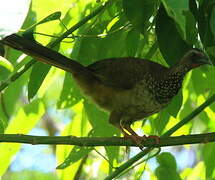 Speckled Chachalaca