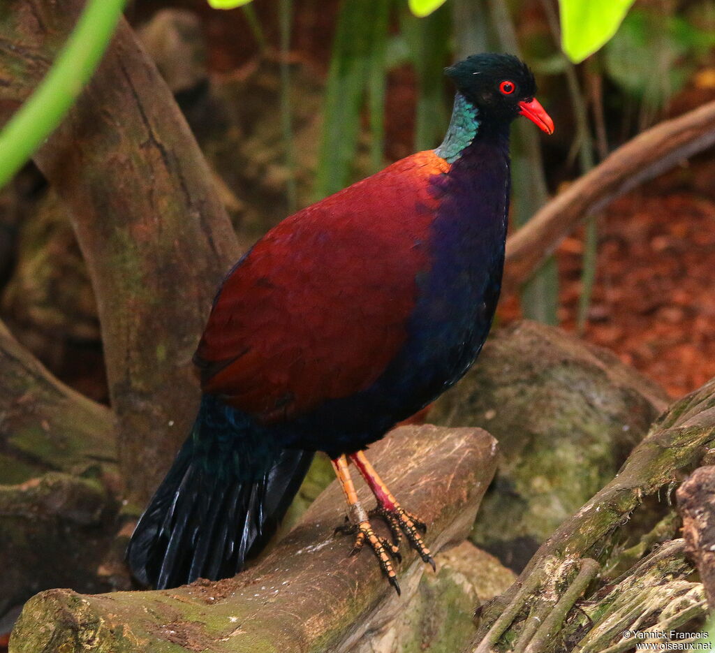 Pheasant Pigeonadult, identification, aspect