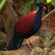 Pheasant Pigeon