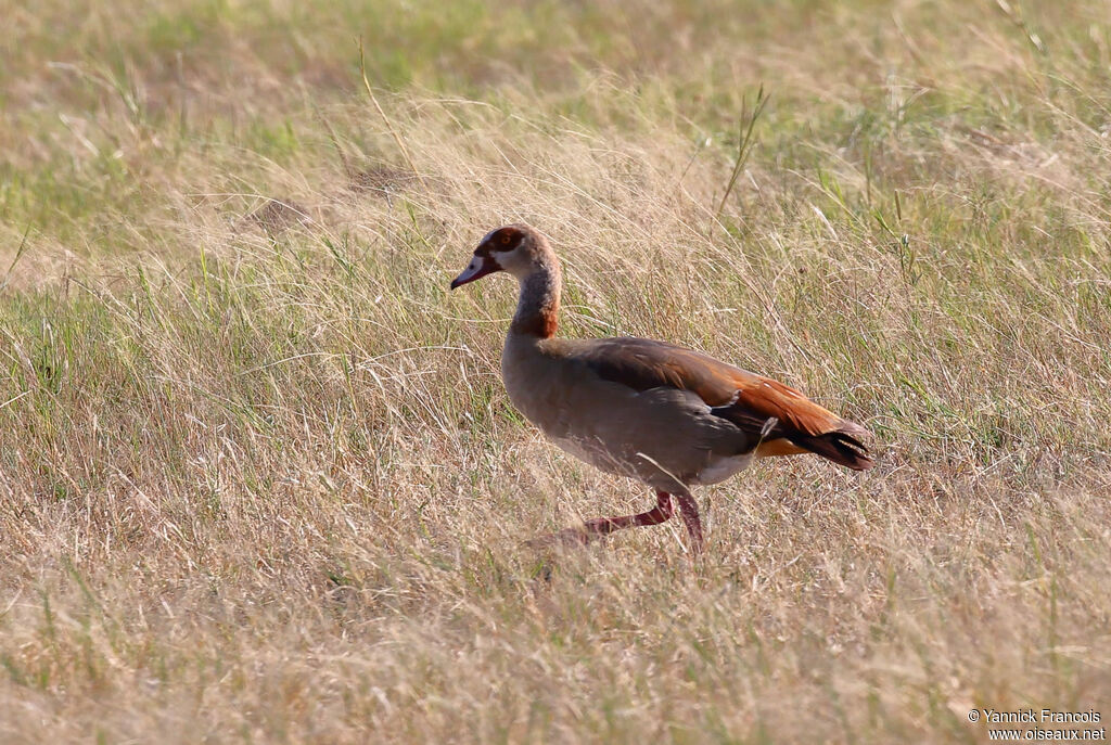 Egyptian Gooseadult, identification, aspect, walking