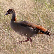 Egyptian Goose