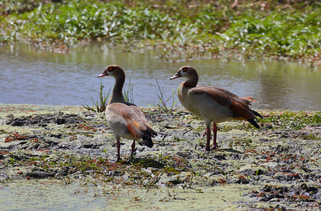 Ouette d'Égypteadulte, habitat, composition