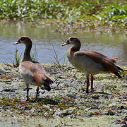 Egyptian Goose