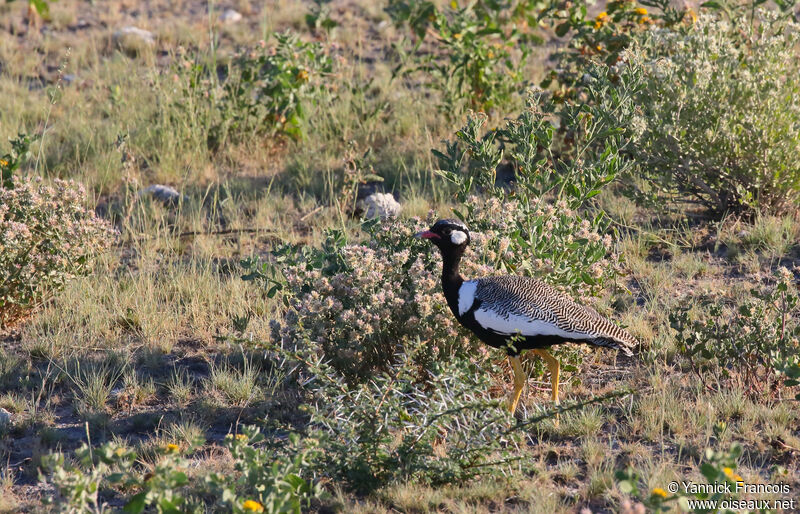 Northern Black Korhaan male adult, habitat, aspect, walking