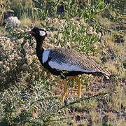 Northern Black Korhaan