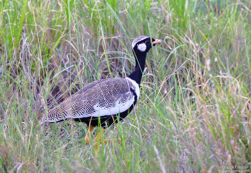 Northern Black Korhaan male adult, identification, aspect, walking