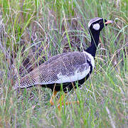 Northern Black Korhaan