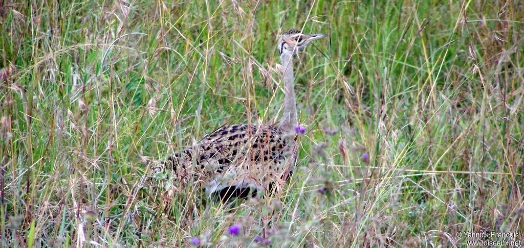 Black-bellied Bustard male adult, habitat, aspect