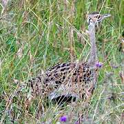 Black-bellied Bustard