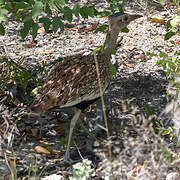 Red-crested Korhaan