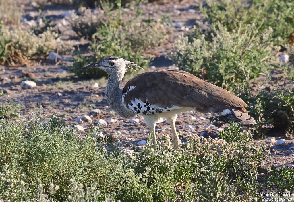 Kori Bustardadult, identification, aspect, walking