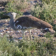 Kori Bustard