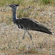 Kori Bustard