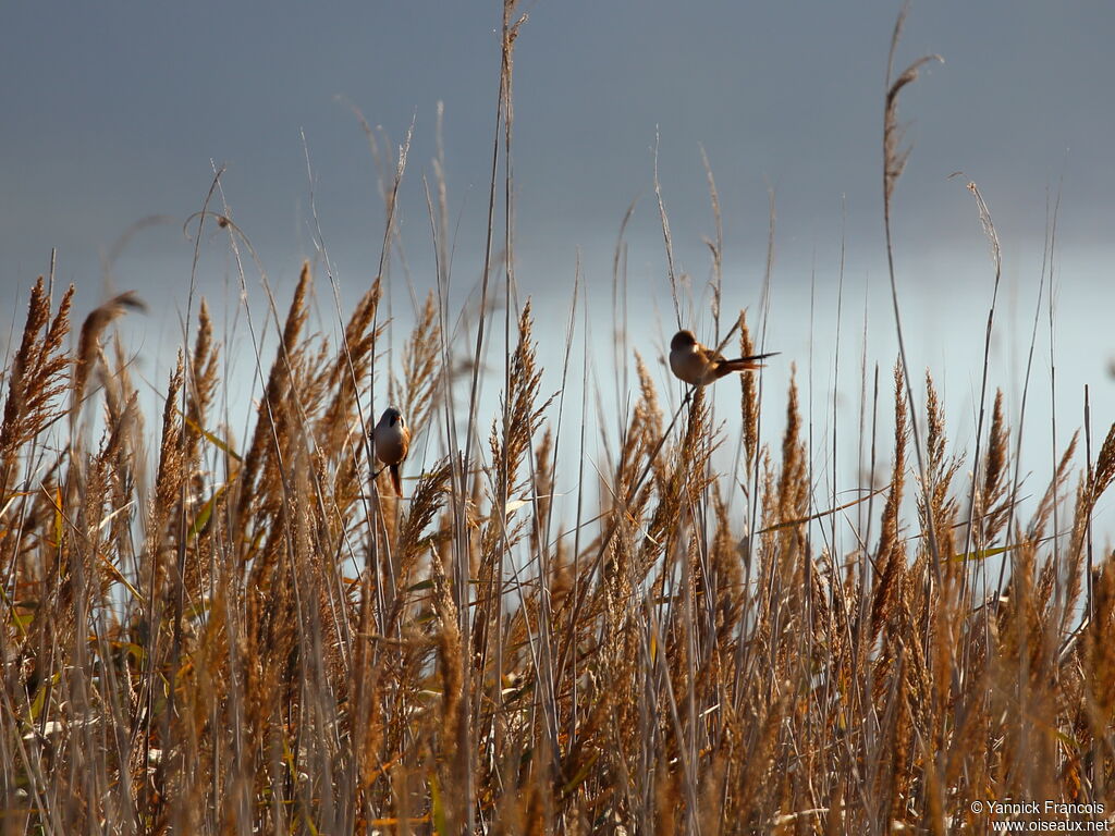 Bearded Reedlingadult, habitat, aspect