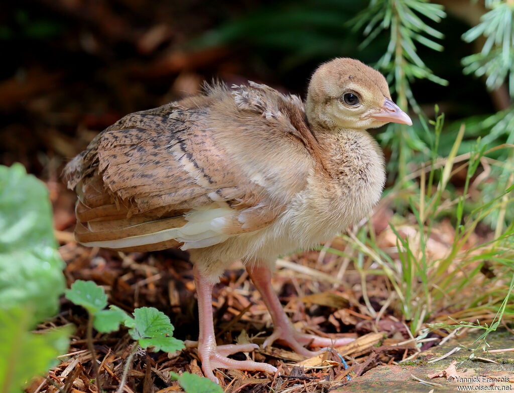 Indian PeafowlPoussin, close-up portrait, aspect