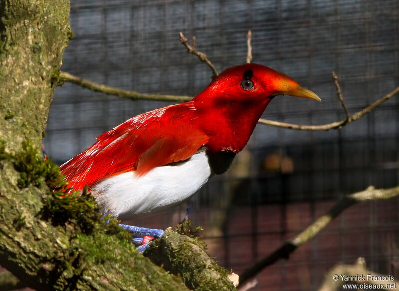 King Bird-of-paradise male adult, identification, aspect