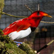 King Bird-of-paradise