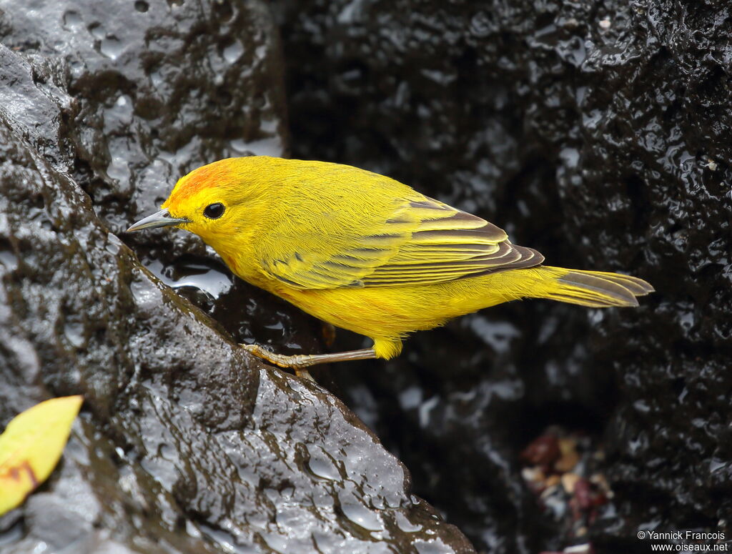 Mangrove Warbler male adult, identification, aspect