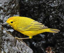 Mangrove Warbler