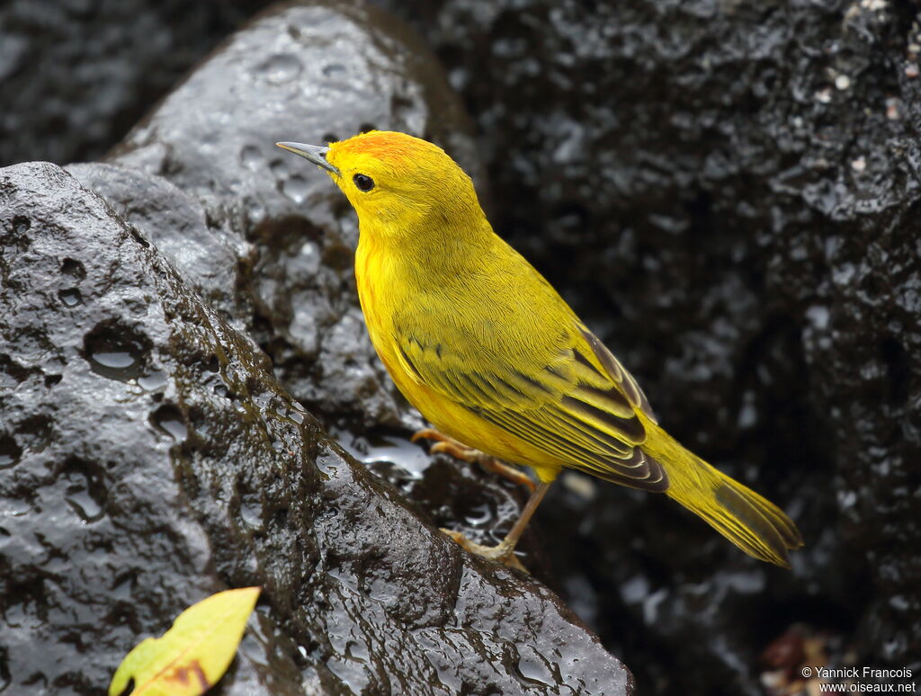 Mangrove Warbler male adult, identification, aspect