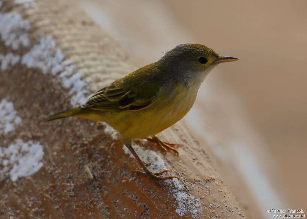 Mangrove Warbler female adult, identification, aspect