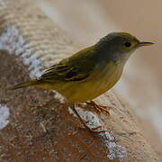 Mangrove Warbler